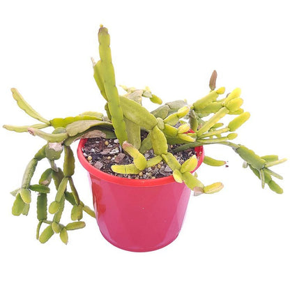 Rhipsalis micrantha – “Rice Cactus”
