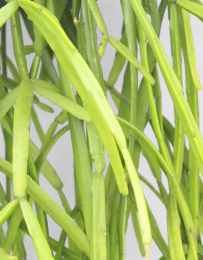 Rhipsalis micrantha – “Rice Cactus”