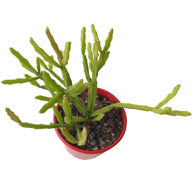 Rhipsalis Ewaldiana