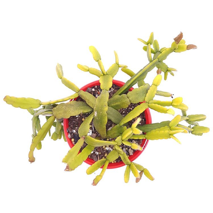 Rhipsalis micrantha – “Rice Cactus”