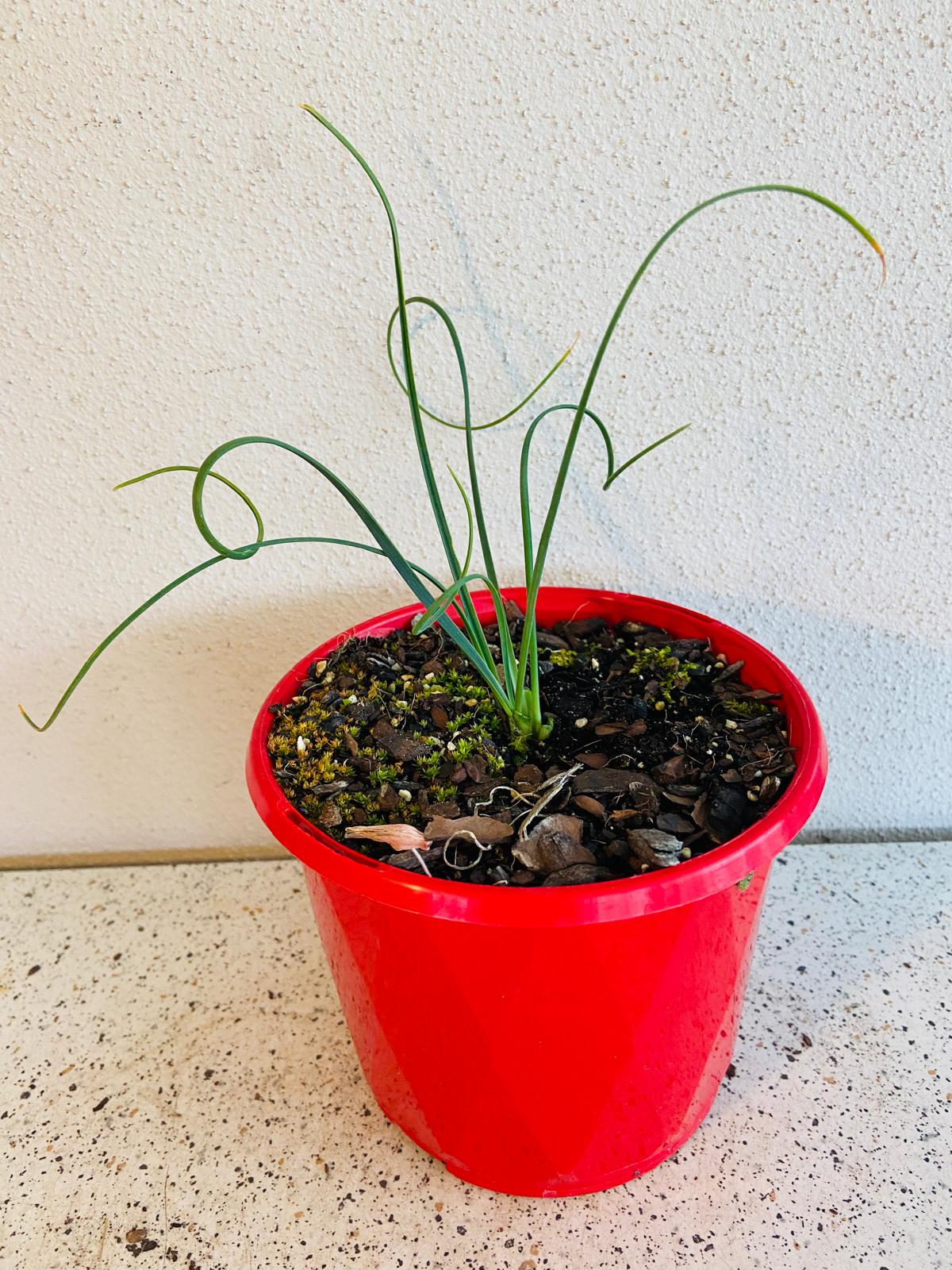 Frizzle Sizzle plant in 130mm pot with compact curly leaf growth