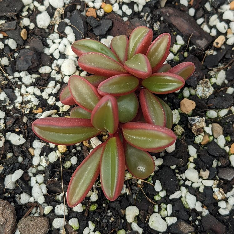 Close-up of Ruby Glow Peperomia leaves showing ruby-red underside colour