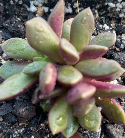 Sand Rose succulent showing rosy pink leaf tips and colourful foliage in bright light