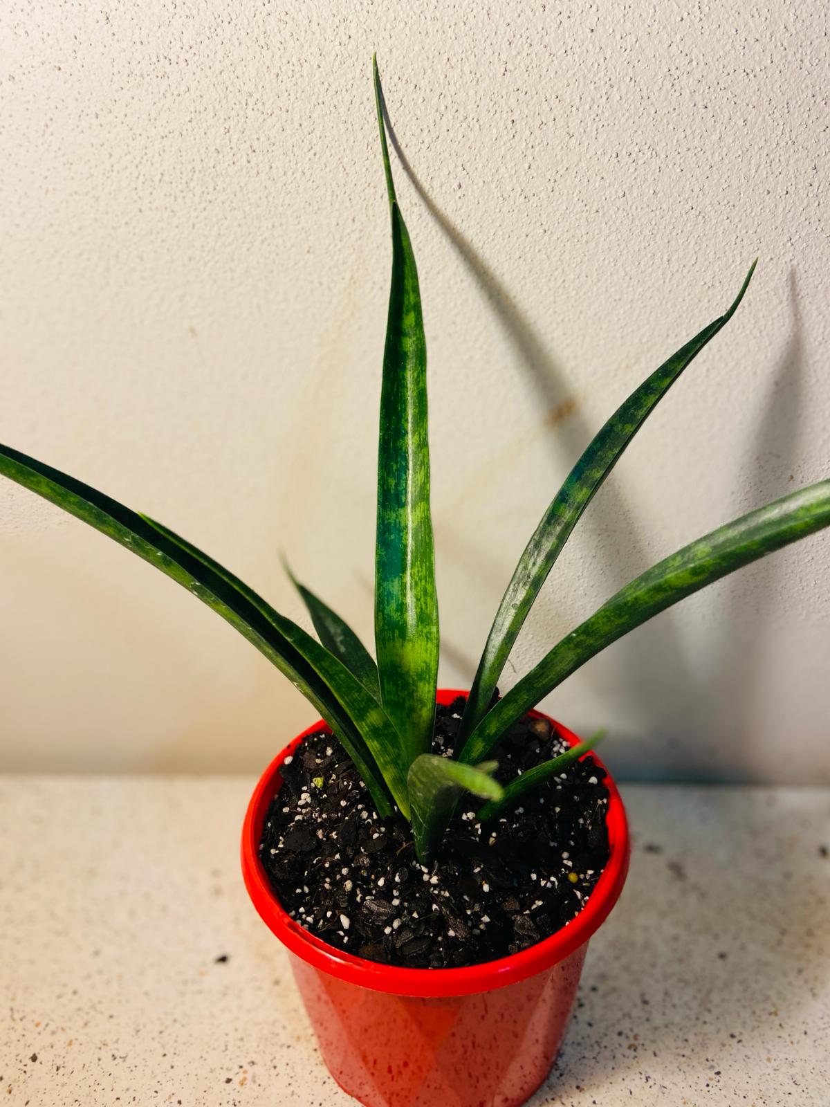 Sansevieria Snake Plant supplied in a 130mm nursery pot