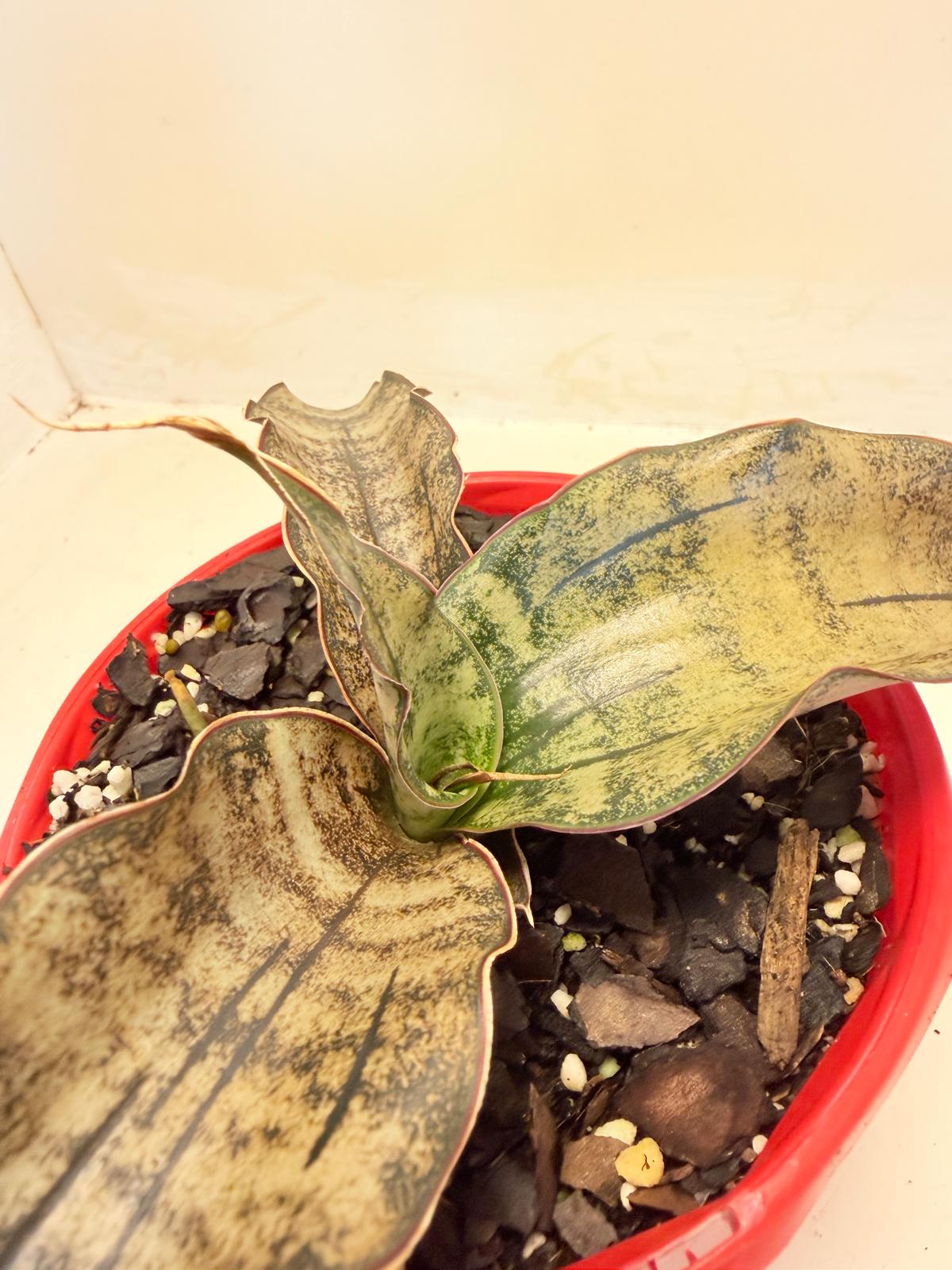 Sansevieria Kirkii Coppertone Bronze Snake Plant with copper coloured leaves