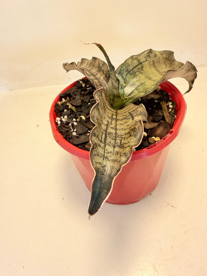 Close up of Sansevieria Kirkii Coppertone bronze patterned leaves
