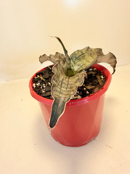Sansevieria Kirkii Coppertone growing in a nursery pot