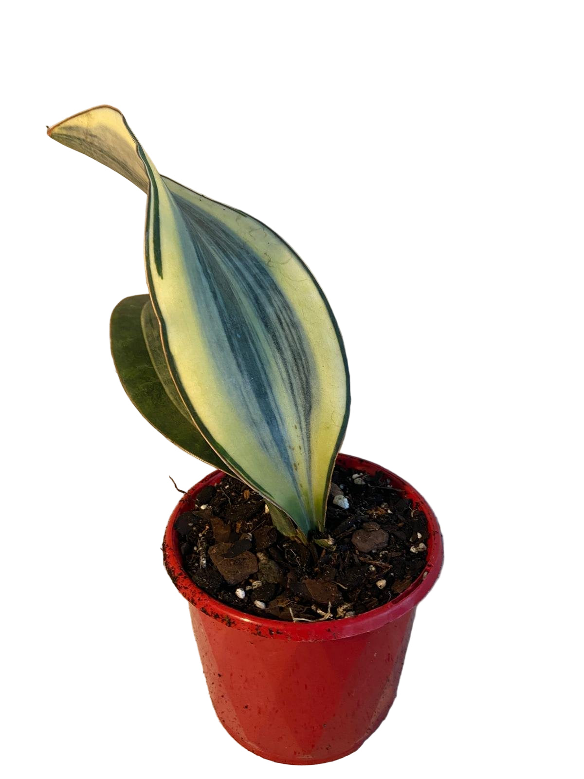 Sansevieria masoniana Variegated Whale Fin plant with large paddle-shaped leaf and yellow markings