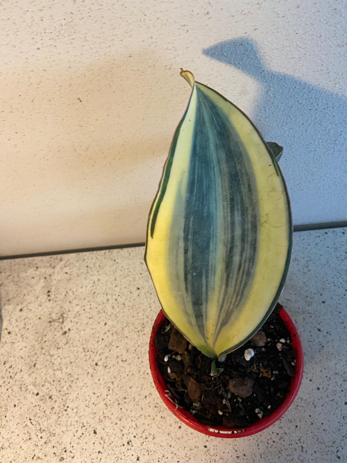 Close-up of Sansevieria masoniana leaf showing yellow variegated patterns
