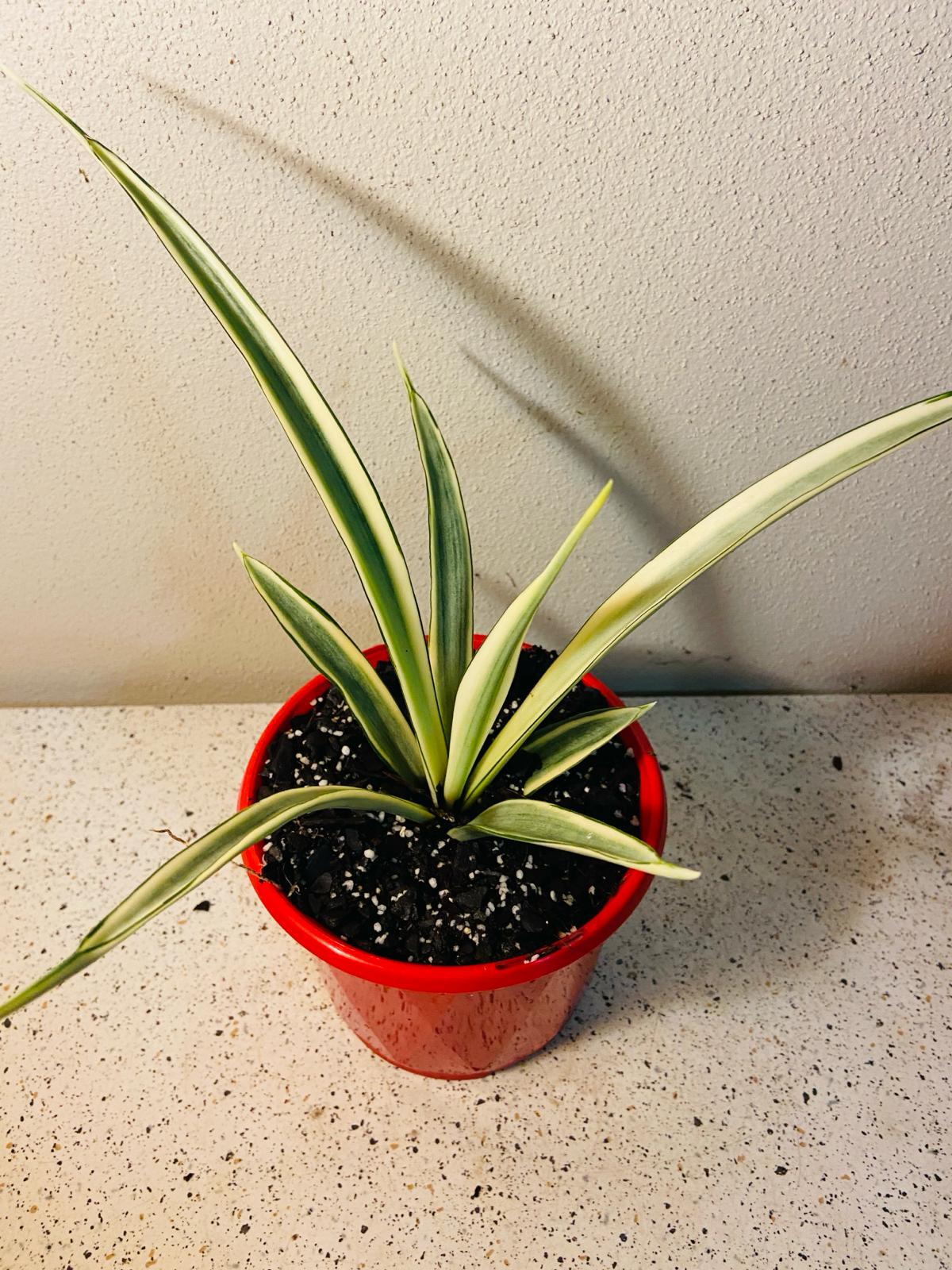 kenyan-silver-snake-plant-indoor