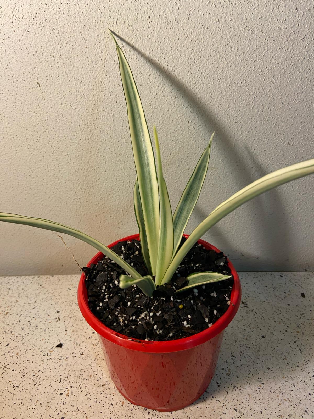 Sansevieria Parva easy care indoor plant in a decorative pot