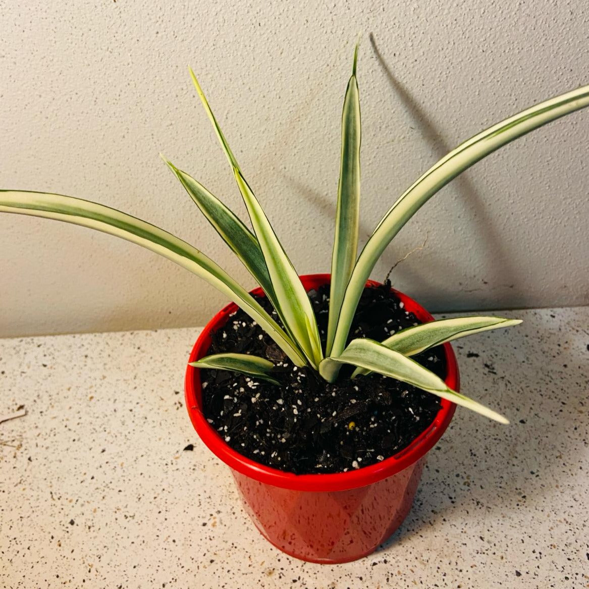Sansevieria Parva Kenyan Silver Snake Plant with slender silver-green leaves