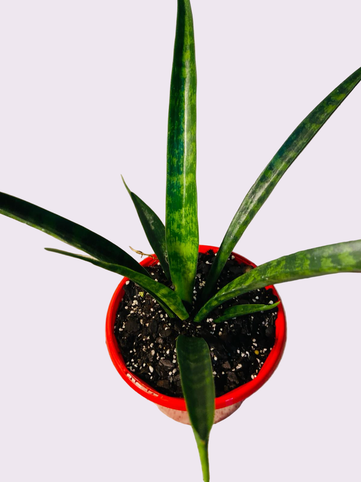 Sanseveria 130mm My Store