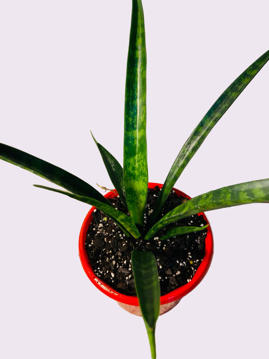 Sanseveria 130mm My Store