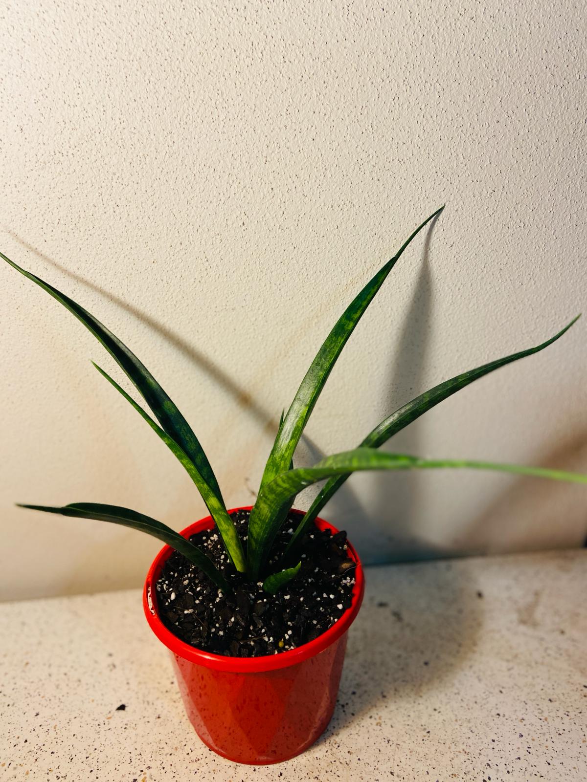 Close up of Sansevieria upright sword-shaped leaves