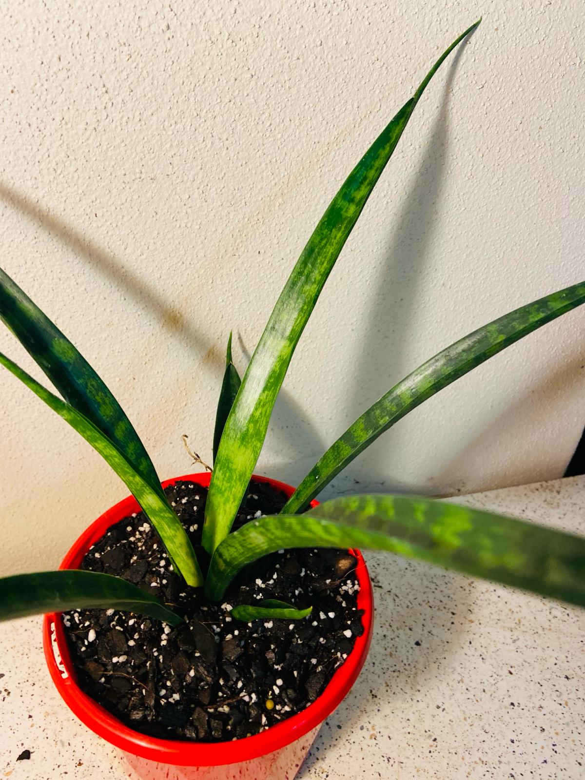 Sanseveria 130mm My Store