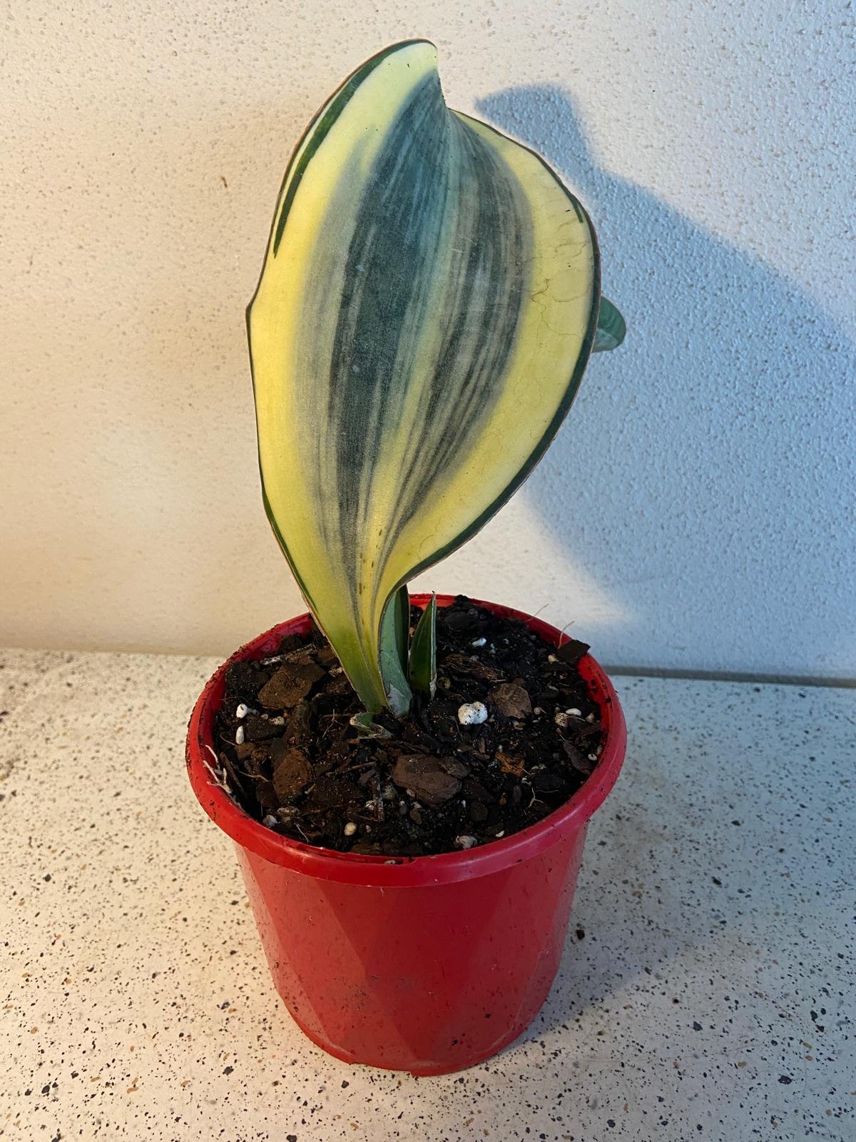 Sansevieria Whale Fin Variegated growing in a 130mm nursery pot