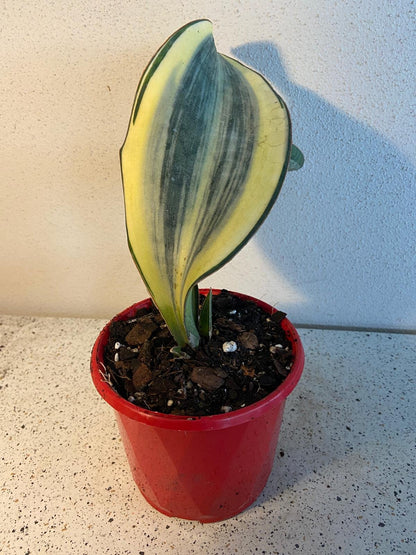 Sansevieria Whale Fin Variegated growing in a 130mm nursery pot