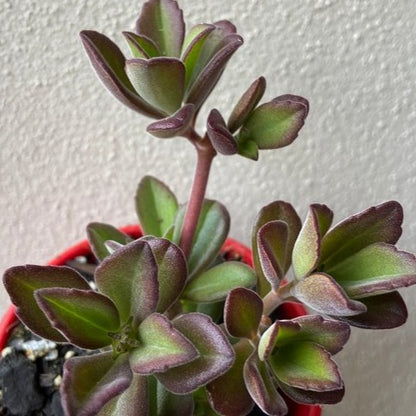 Scaredy Cat Plant growing in a garden border in Australia