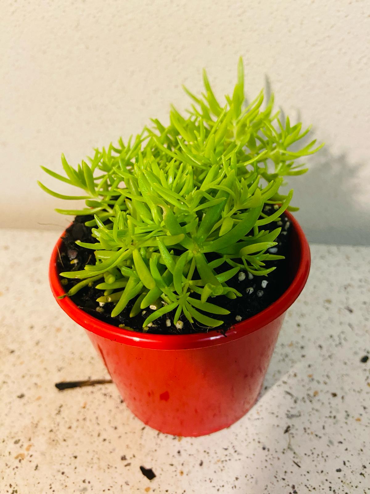 Sedum Angelina Gold Mound My Store