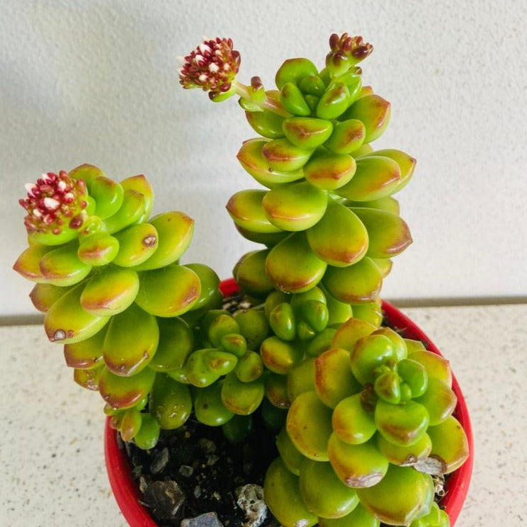 Sedum lucidum Giant Jelly Bean growing in a 130mm nursery pot