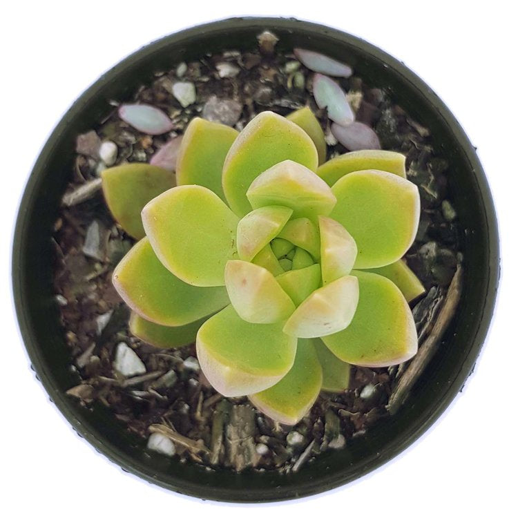 Sedum Golden Goddess succulent plant in an 80mm nursery pot
