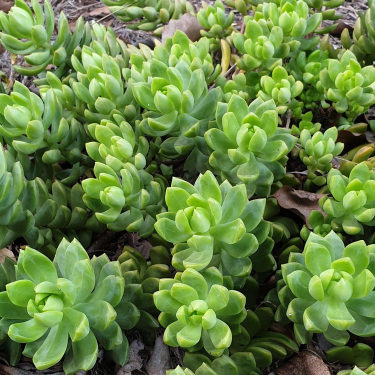 Sedum Golden Goddess growing as a low spreading ground cover succulent