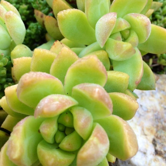 Sedum Golden Goddess succulent with bright golden-yellow needle-like foliage