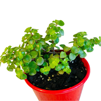 Sedum Green Mound succulent in an 80mm nursery pot