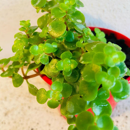 Sedum Green Mound growing as a succulent groundcover
