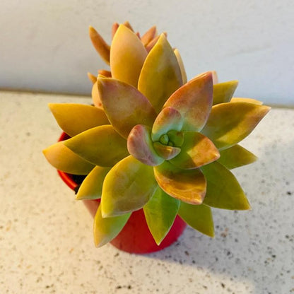 Sedum Pats Pink succulent plant growing in a 100mm nursery pot