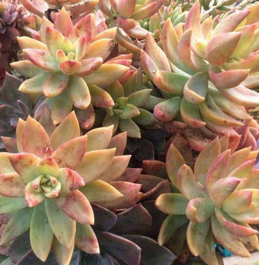 Sedum Pats Pink succulent with compact green foliage and pink flowers