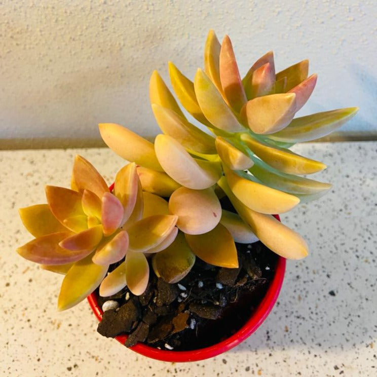 Sedum Pats Pink growing as a low spreading ground cover succulent