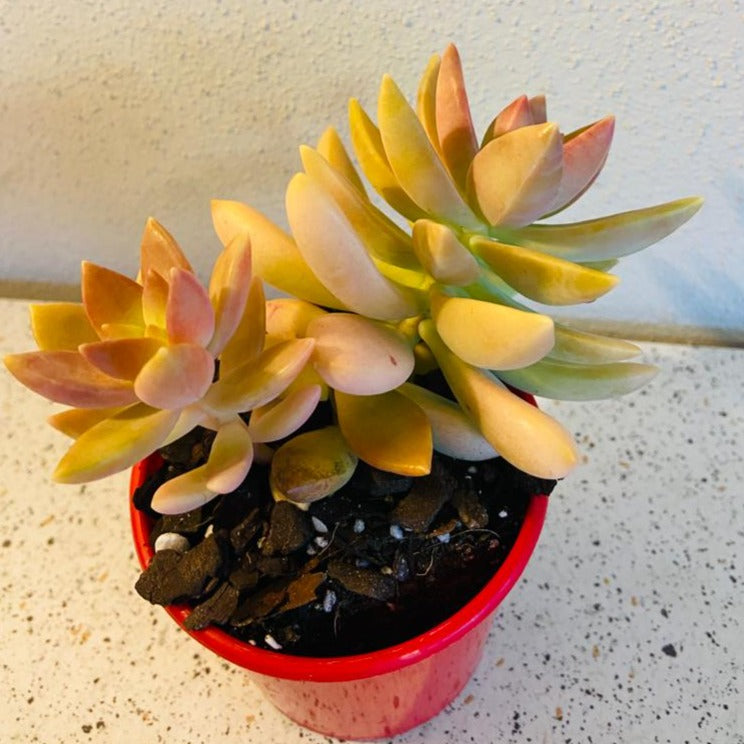 Close-up of Sedum Pats Pink star-shaped pink flowers