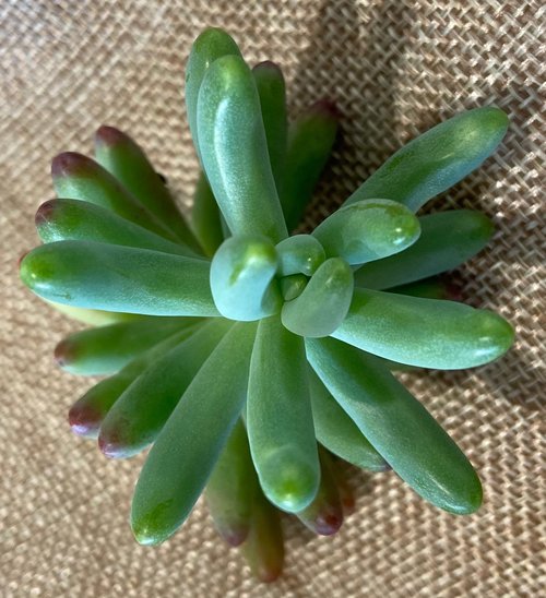Mixed Sedum succulent cuttings