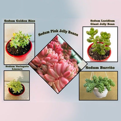 Sedum Buster Pack