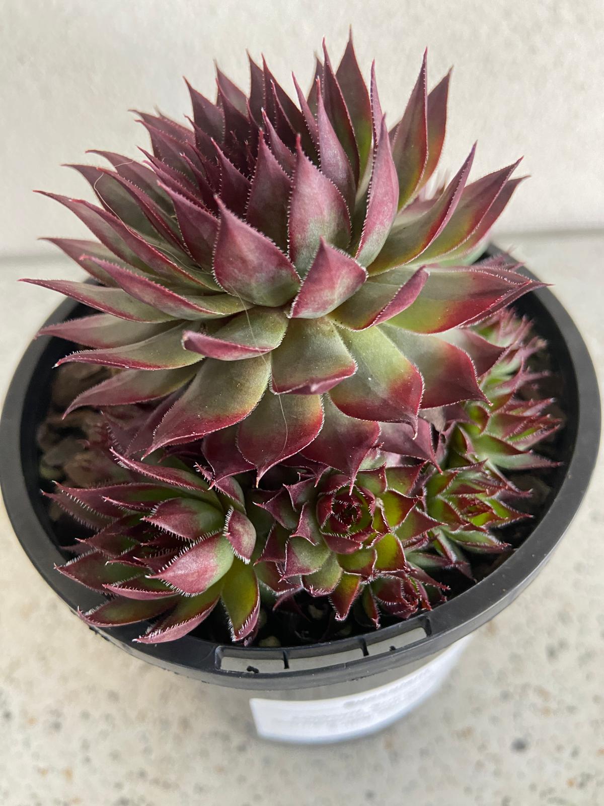 Little Ruby Sempervivum in a 130mm black pot