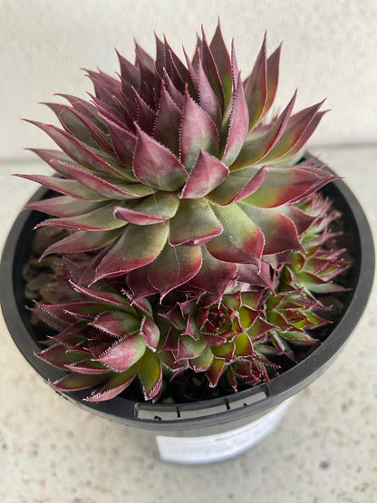 Little Ruby Sempervivum in a 130mm black pot