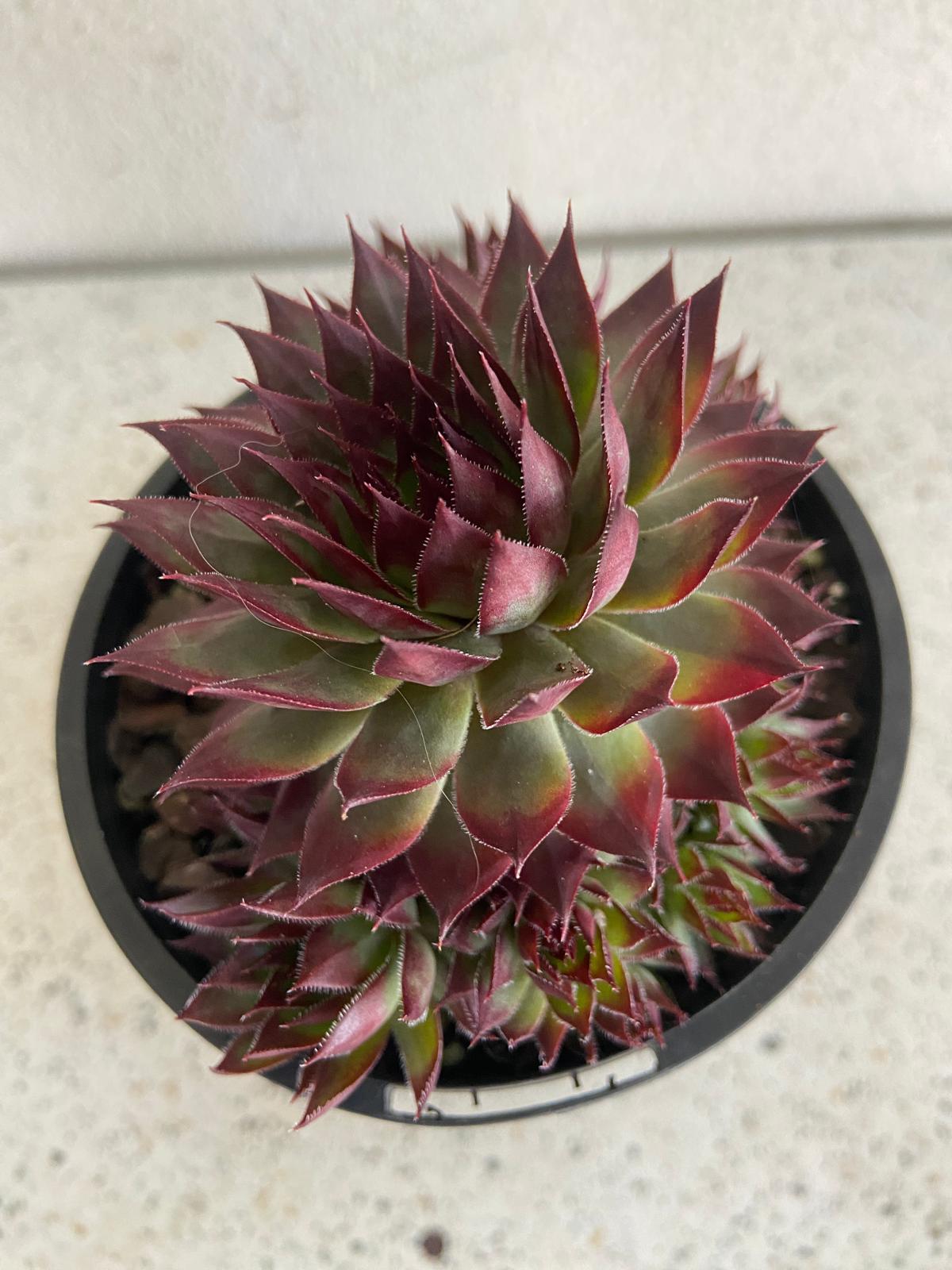 Ruby-red Sempervivum Little Ruby rosettes