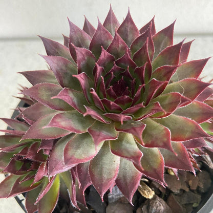 Sempervivum tectorum Little Ruby succulent