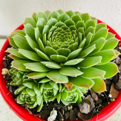 Close-up of Sempervivum rosette cluster