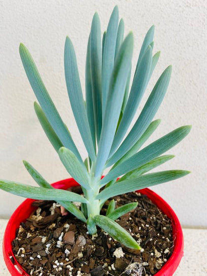 Senecio Blue Chalk Sticks grown in a 130mm nursery pot with fresh chalky foliage