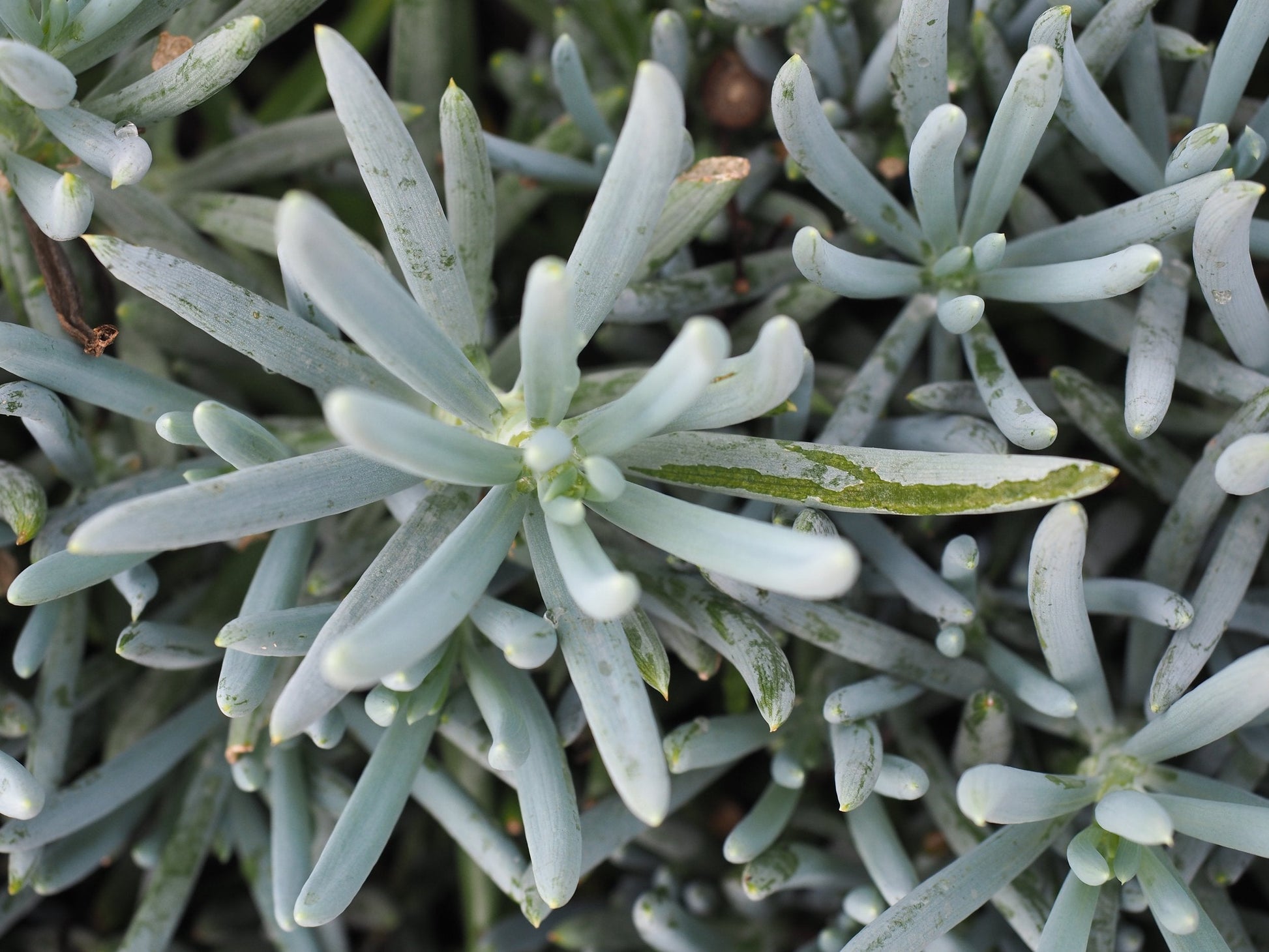 Senecio Blue Chalk Sticks Dwarf growing in a nursery pot with dense compact growth