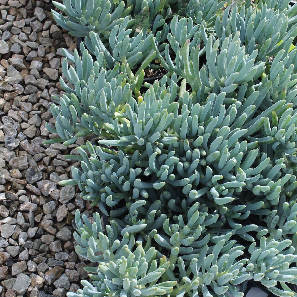 A close-up of Senecio Blue Chalk Sticks Dwarf plants with blue-green fleshy leaves, growing in a garden setting with gravel around them.