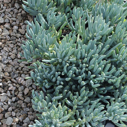 A close-up of Senecio Blue Chalk Sticks Dwarf plants with blue-green fleshy leaves, growing in a garden setting with gravel around them.