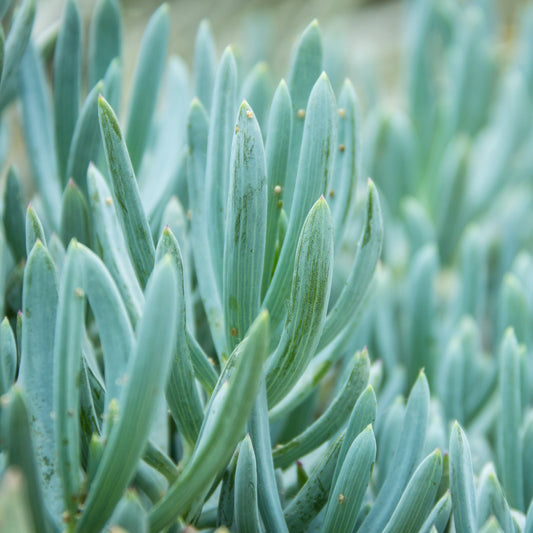 Close-up of Senecio Blue Chalk Sticks with slender, cylindrical blue-gray leaves densely packed along the trailing stems.