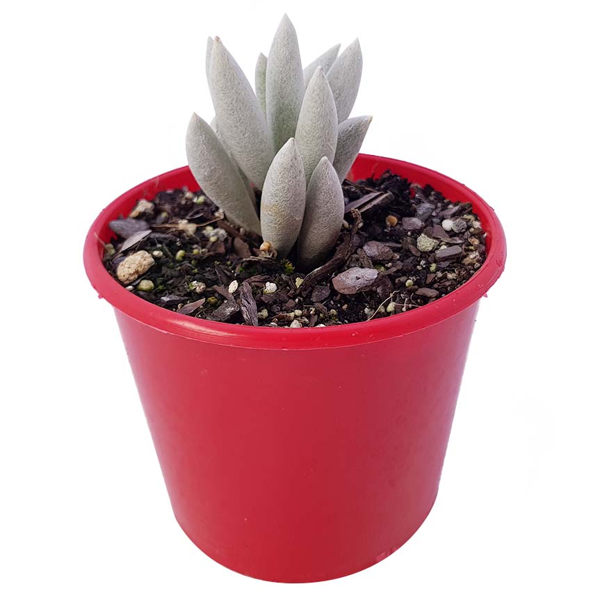 Senecio haworthii in an 80mm nursery pot