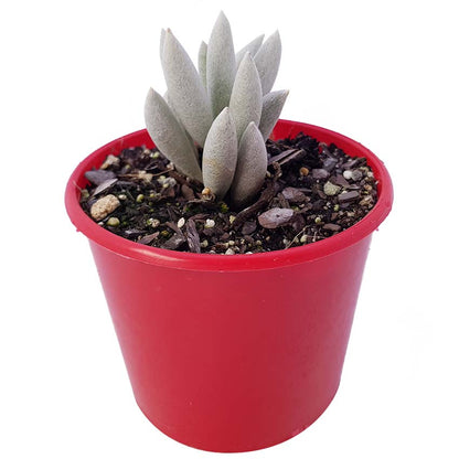 Senecio haworthii in an 80mm nursery pot
