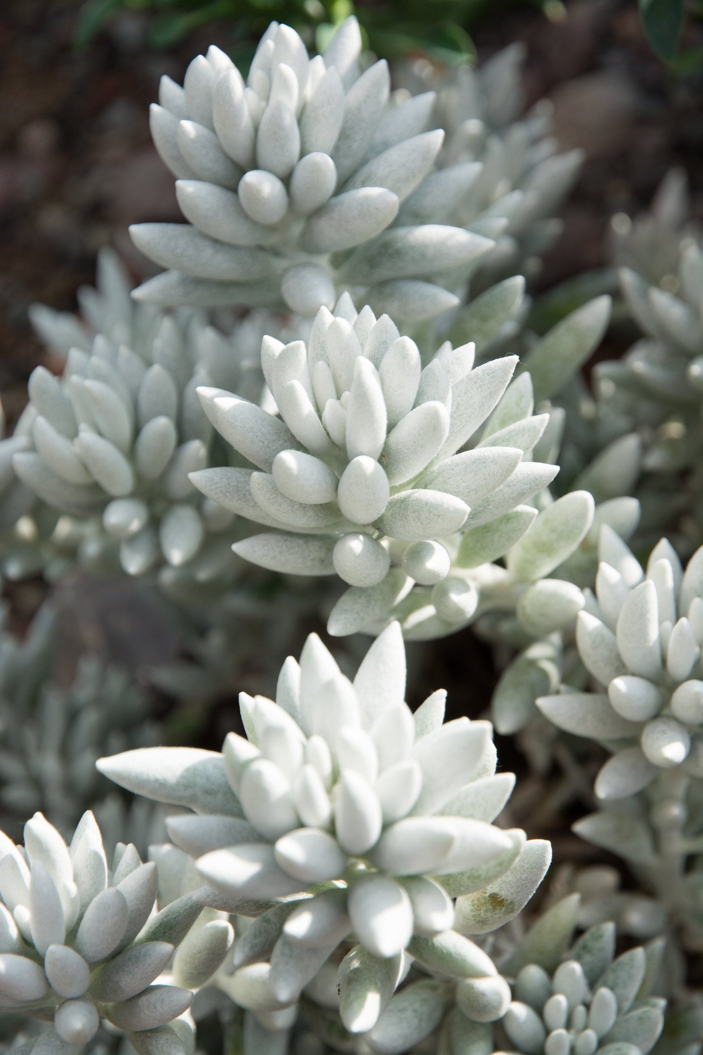 Senecio haworthii Cocoon Plant with silvery woolly leaves