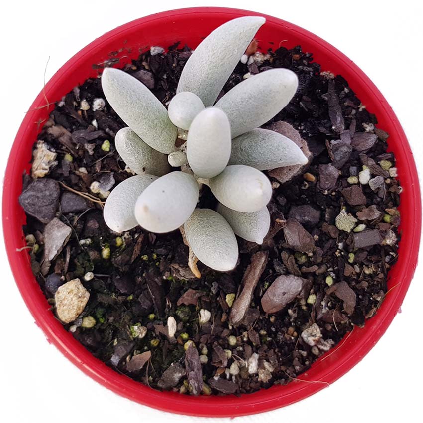 Cocoon Plant with compact silvery foliage